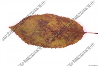 Photo Texture of Leaf 0012